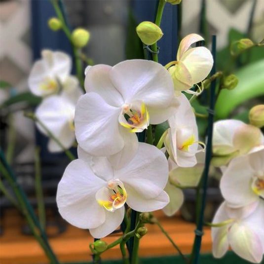 Phalaenopsis Orchid Silver Light White flower featuring soft white blooms with silvery sheen and faint creamy undertones