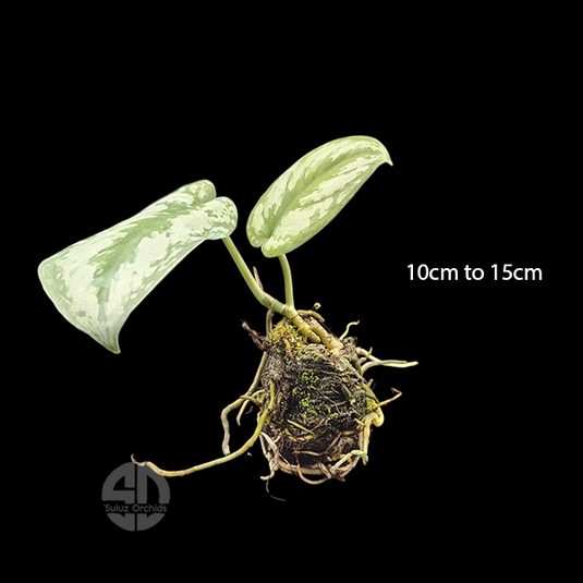 Silver Pothos Jiffy Potted