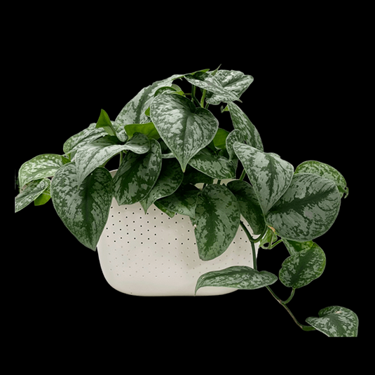 Silver Pothos Jiffy Potted