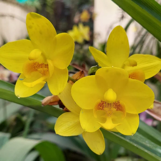 Spathoglottis Big Yellow Ground Orchid Single Shoot