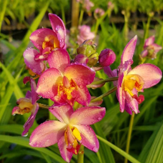 Spathoglottis Peach/Yellow New Ground Orchid Single Shoot