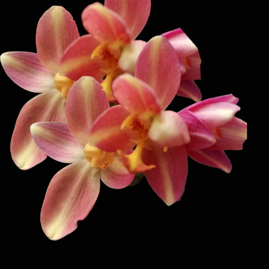 Spathoglottis Peach Ground Orchid Single Shoot