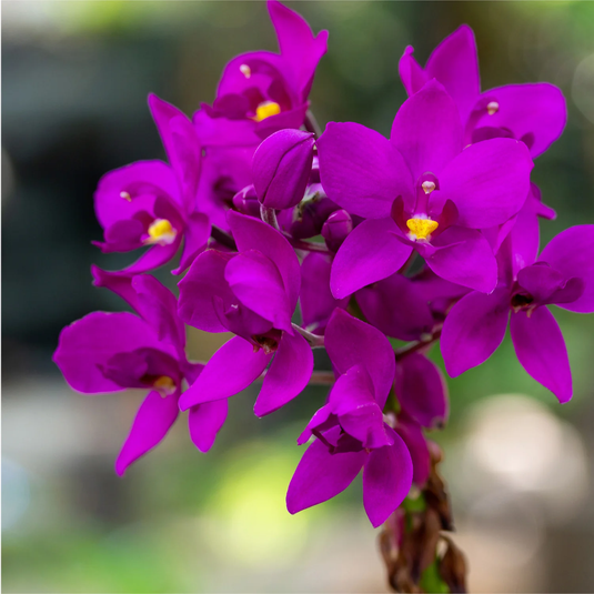 Spathoglottis Purple Velvet Ground Orchid Full Pot