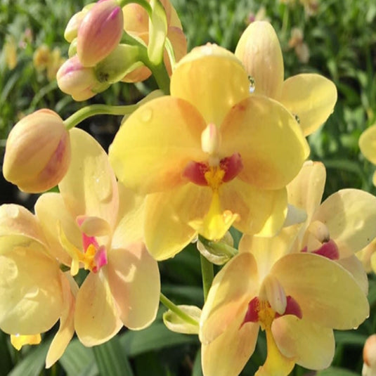 Spathoglottis Yellow Red Ground Orchid Full Pot