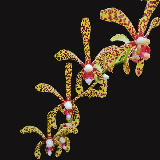 Spider Orchid Plant Anjooran Top Cutting Mature