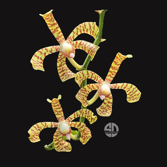 Spider Orchid Plant Kappama Mature