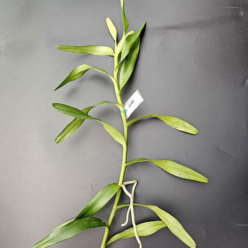 Spider Orchid Plant Anne Black Top Cutting Mature