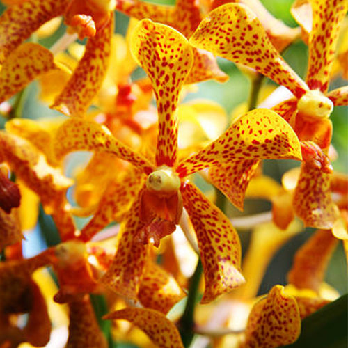 Spider Orchid Plant Aranda Pani Top Cutting Mature