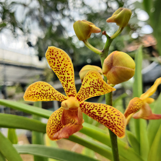 Spider Orchid Plant Aranda Pani Top Cutting Mature