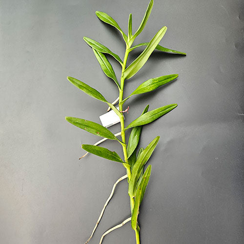 Spider Orchid Plant Red Ribbon Top Cutting Mature