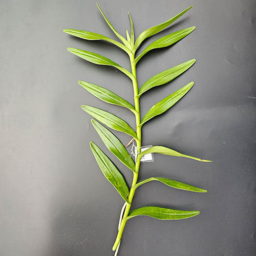 Spider Orchid Plant Yellow Ribbon Top Cutting Mature