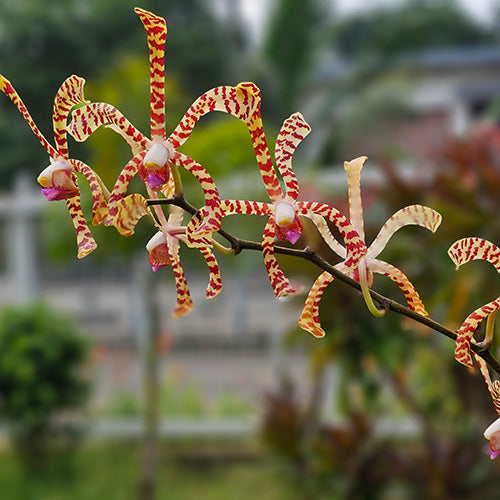 Spider Orchid Plant Red Ribbon Top Cutting Mature