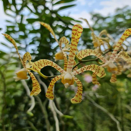 Spider Orchid Plant Yellow Ribbon Top Cutting Mature
