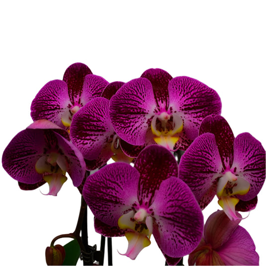 Phalaenopsis Orchid Splash Gordon Magenta flower featuring bold magenta orchid blooms with rich tones
