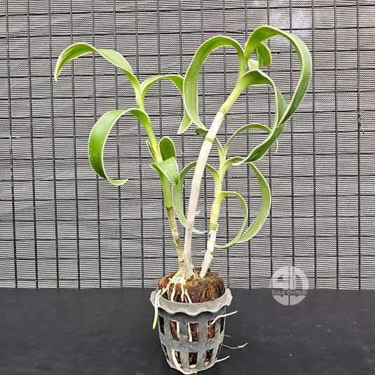 Dendrobium Exotic Orchid Plant Varigated Mature