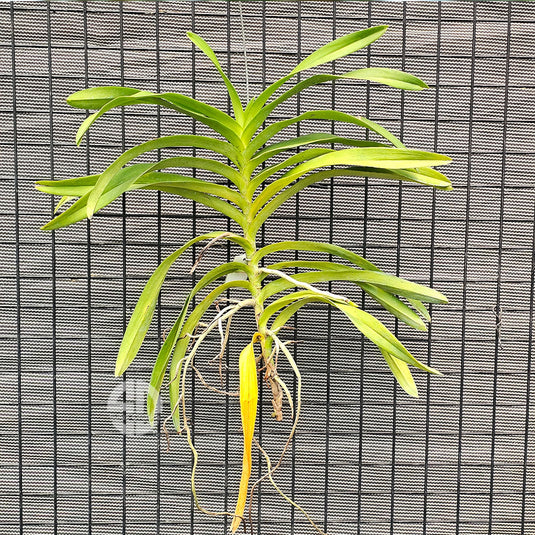 Mokara Orchid Plant Banana Yellow Mature - Big Top Cutting - Ready To Flower