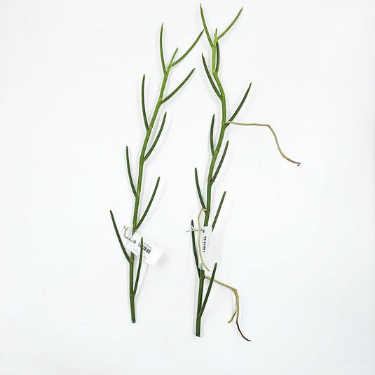 Pencil Vanda Plant MIss Joaquim Top Cutting Mature