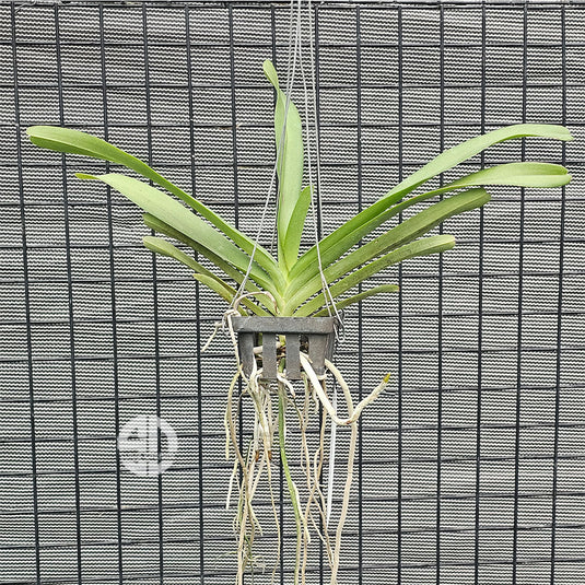 Renanthera Orchid Plant Azingmah - Bangkok Sunset Mature Plant