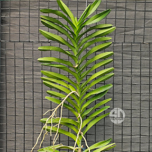 Mokara Orchid Plant Nora Blue Mature - Big Top Cutting - Ready To Flower