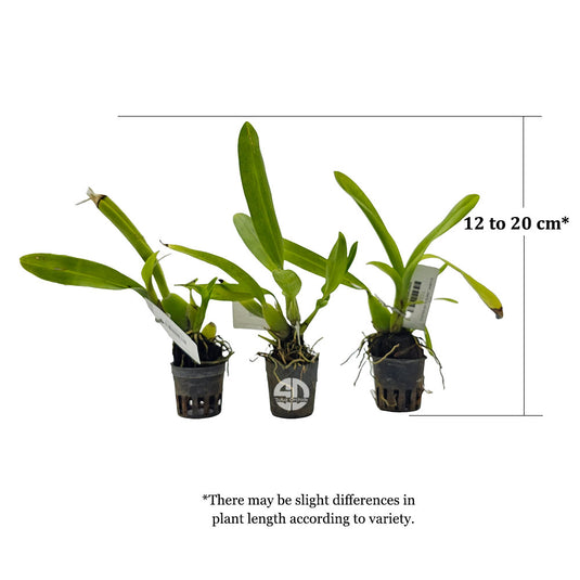 Oncidium Orchid Plant Sherry Baby Seedling