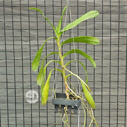 Renanthera Orchid Plant Azimah Storiei Mature