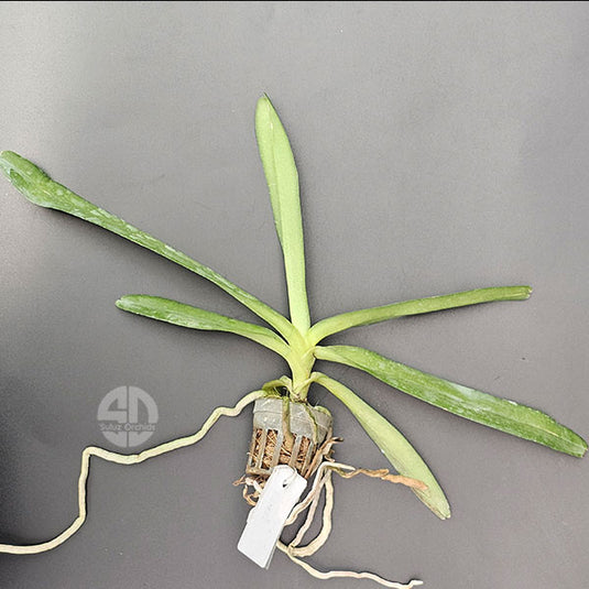 Renanthera Orchid Plant Azimah Bangkok Flame #2 Seedling