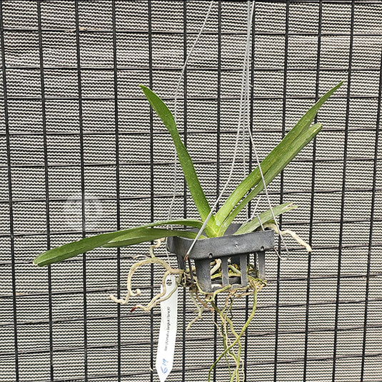 Renanthera Orchid Plant Azimah Bangkok Flame #2 Mature