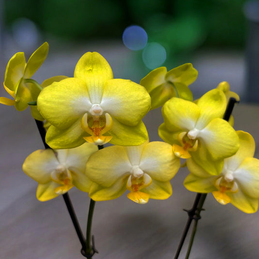 Phalaenopsis Orchid Sunny Shore Yellow flower featuring bright yellow blooms with warm golden tones