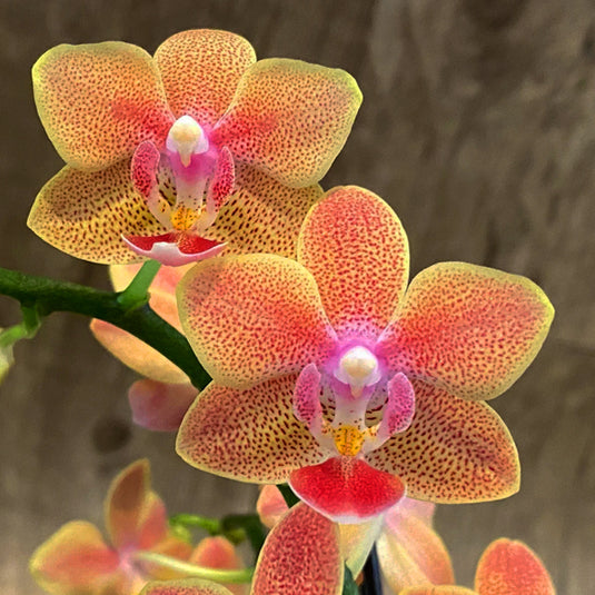 Phalaenopsis Orchid Sunset Love Seedling Size