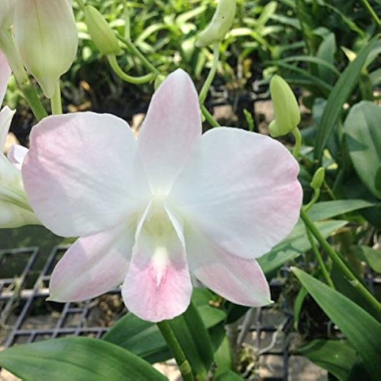 Dendrobium Orchid Suwan Orange - Seedling