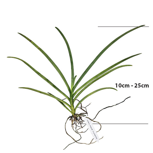 Terete Vanda Orchid Velthuis Hill Rose Red seedling plant