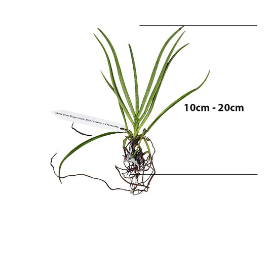 Terete Vanda Orchid Papilionanda Chaopraya Violet seedling plant