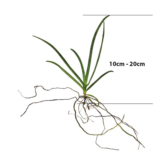 Terete Vanda Orchid seedling plant