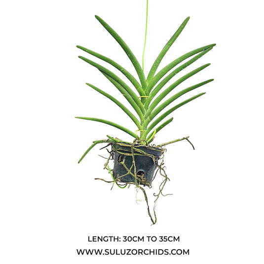 Terete Vanda Orchid mature plant