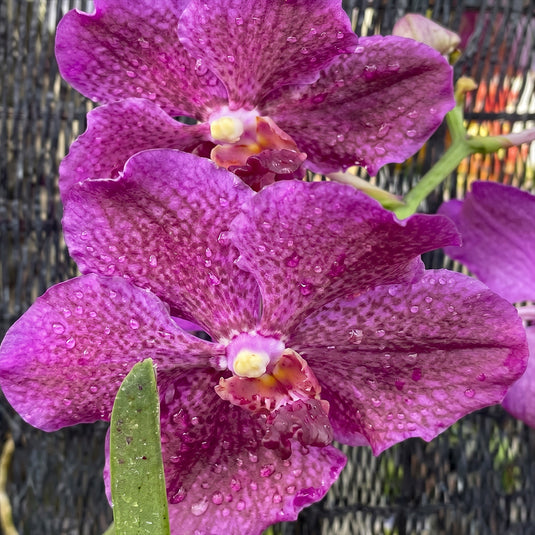Terete vanda Hilo Rose x Vanda Bit’s #2 Heartthrob purple flower