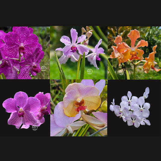 Terete Vanda Orchid Semi Terrate Velthuis Hybrids