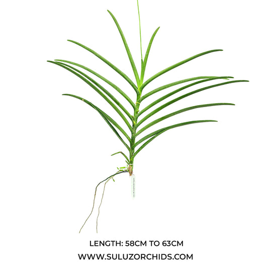 Terete Vanda Orchid mature plant