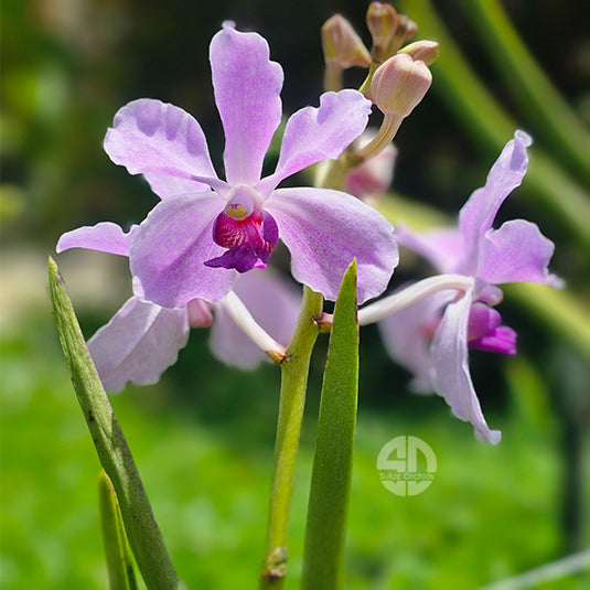 Terete Vanda Orchid Lilacina x V. Coerules Mature