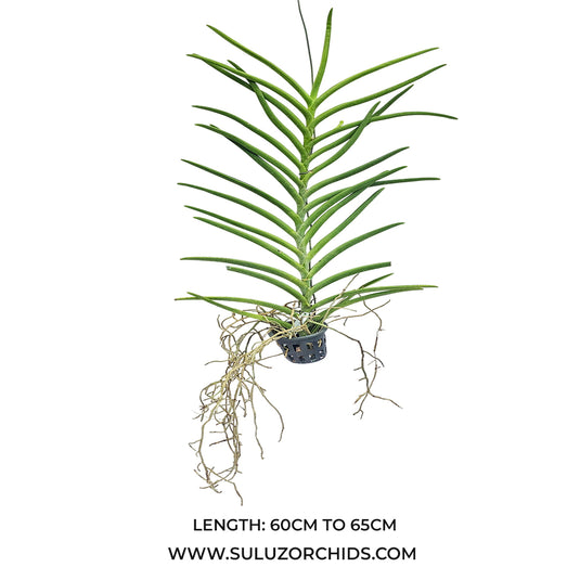 Terete Vanda Orchid mature plant