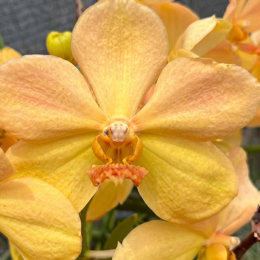 Terete vanda V.Merv L.Velthuis x V.Jead Gold yellow flower