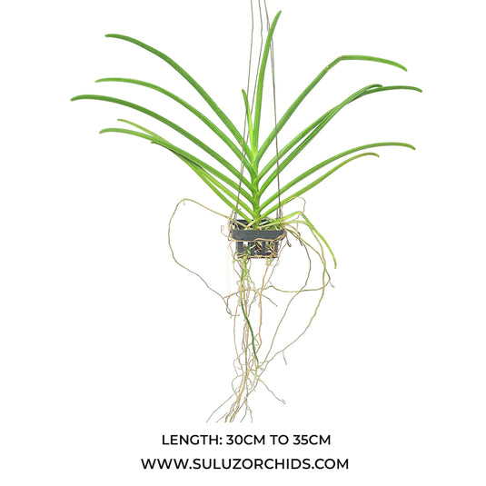 Terete Vanda Orchid mature plant