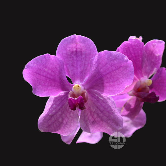 Terete Vanda Orchid violet flower Papilionanthe Miss Joaquim x V. Bangkok Blue