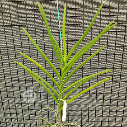 Terete Vanda Orchid Semi Terrate Velthuis (VB X Adisak White) Mature