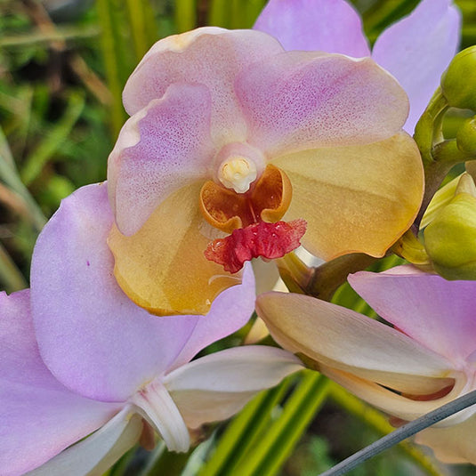 Terete Vanda Orchid pink flower Papillonanthe V. Charles Good Fellow