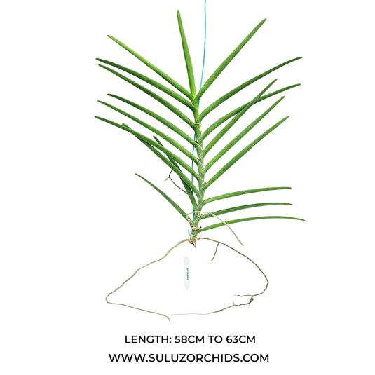 Terete Vanda Orchid mature plant