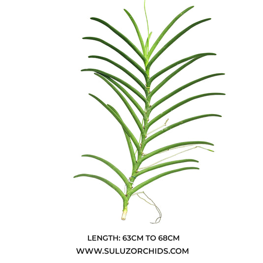 Terete Vanda Orchid mature plant