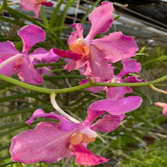 Terete vanda Papilionanda Pink Songkran Festival pink flower