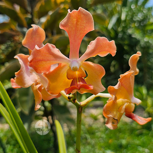 Terete Vanda Orchid orange flower Semi Terete Velthuis (JVB x Kultana Gold)