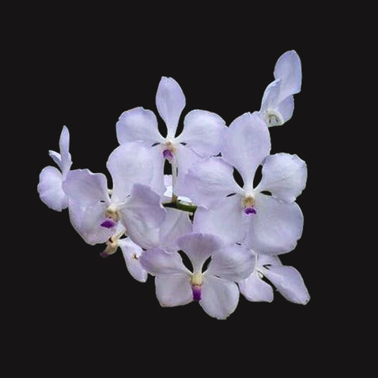 Terete Vanda Orchid Semi Terrate Velthuis (VB X Adisak White) Mature