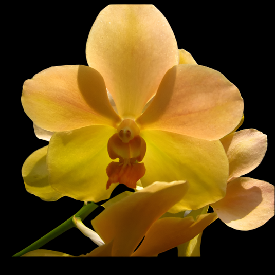 Terete Vanda Orchid peach-yellow flower Velthuis Joe x Kultana Gold
